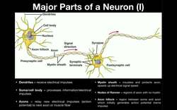 Anatomy - Parts of a Neuron (with Microscope Image) Instructional Video