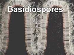 Fungi: Club Fungi Instructional Video