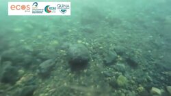 Underwater video shows lava from La Palma volcano News Clip