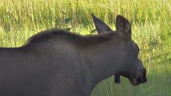 Moose! Moose Facts for Kids Instructional Video