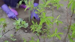 Hands loosen the ground with garden tools Stock Footage
