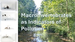 Macroinvertebrates as Indicators of Pollution Instructional Video