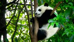 Giant panda bear cub on a tree Stock Footage