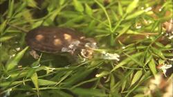 How the San Diego Zoo is Helping Save the Pacific Pond Turtle Instructional Video