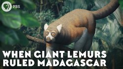 When Giant Lemurs Ruled Madagascar Instructional Video