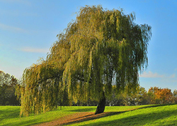 The willow Instructional Video