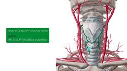 Blutgefäße des Pharynx Instructional Video
