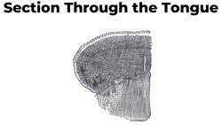 Things You Didn't Know About the Tongue Instructional Video
