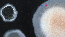 Fermentation: The Chemical Process Behind Everyday Foods Instructional Video