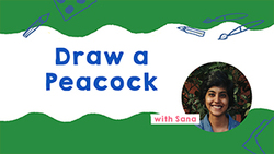 Peacock Drawing Guide Instructional Video