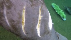 CLEAN : In Florida, a worrying uptick in manatee deaths News Clip