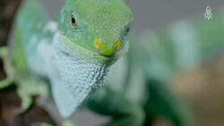 The endangered Fiji Banded Iguana, a natural jewel Instructional Video