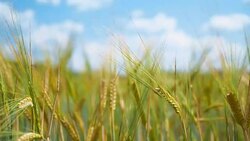 The field of rye growing in a farm field. Stock Footage