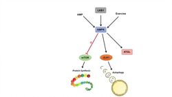 AMPK Signaling Pathway: Regulation and Downstream Effects Instructional Video