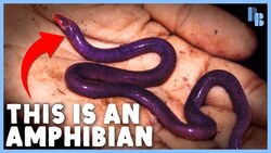 Caecilians Eat Their Mothers (a little bit) Instructional Video