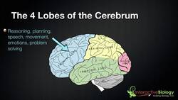 025 The 4 Lobes of the Cerebrum and their functions Instructional Video