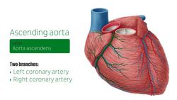 Arteries of the thorax Instructional Video