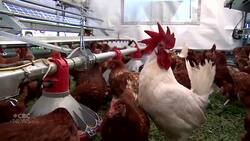 The goal of 'farming under every panel' News Clip