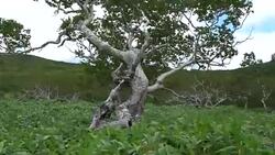 Ponds, swamps and lush greenery surrounding Lake Rausu in the Shiretoko National Park, Hokkaido, Japan Stock Footage