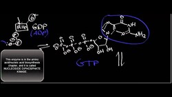 Succinyl-S-CoA Synthetase Instructional Video
