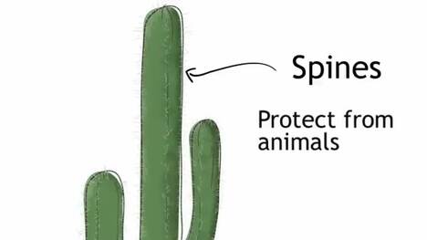 Adaptations Of Plants & Extremophiles