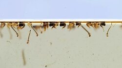 Mosquitos larva, Example in the laboratory - scientific research and development concept. Stock Footage