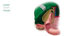 Gallenblase in situ Instructional Video