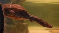 aquatic organisms Stock Footage