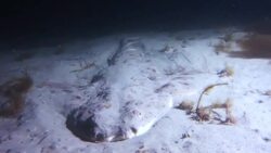 Sharks: Diversity, Behavior, and Reproduction Instructional Video