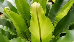bird's nest fern Stock Footage