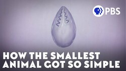 How the Smallest Animal Got So Simple Instructional Video