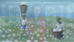 What’s the Story on Slavery in America? Instructional Video