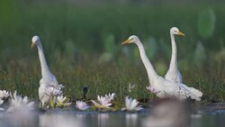 Flock of egrets in lotus flower pond Stock Footage