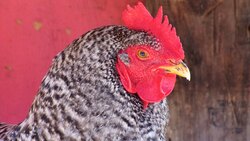 Raising Backyard Chickens Instructional Video