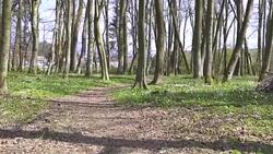 Man running on a forest Stock Footage