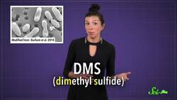 Why Does the Ocean Smell Like That? Instructional Video