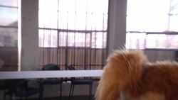 Flash: Alpaca 1 Instructional Video