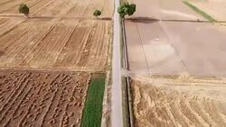 Empty field after wheat crop harvesting during summer season. Stock Footage