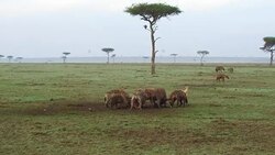 clan of hyenas eating carrion in savanna at africa Stock Footage