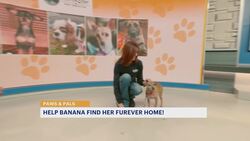 Paws and Pals: Banana is an 'a-peeling' pup looking for a home News Clip