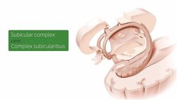Hippocampus and fornix Instructional Video