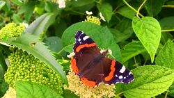 butterfly Stock Footage