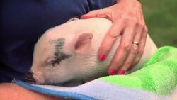 How to Take Care of a Teacup Pig Instructional Video