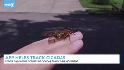 App Helps Track Cicadas News Clip