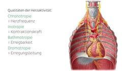 Innervation des Herzens Instructional Video
