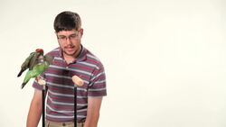 How to Teach Your Parrot to Fly Instructional Video