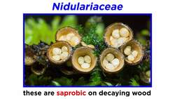 Cortinariaceae, Nidulariaceae, Psathyrellaceae, Conocybe, and Laccaria Instructional Video