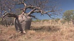 Australian baobab tree (Adansonia gregorii) along a dirt road Stock Footage