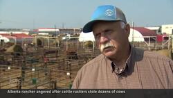 Cattle theft on the rise in Alberta News Clip