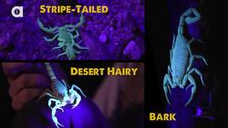 Acid Spraying Vinegaroon! Instructional Video